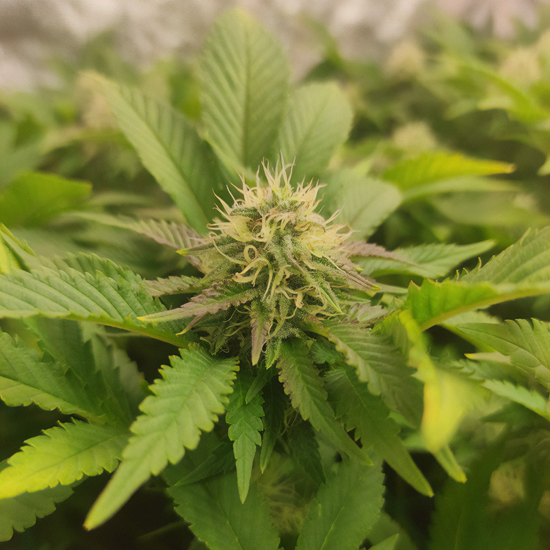Skunk XL - Royal Queen Seeds - Feminizovaná semena, pohled 4