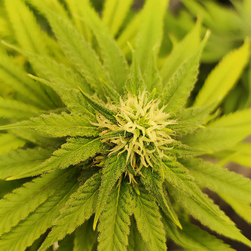 Somango XL - Royal Queen Seeds - Feminizovaná semena, pohled 3