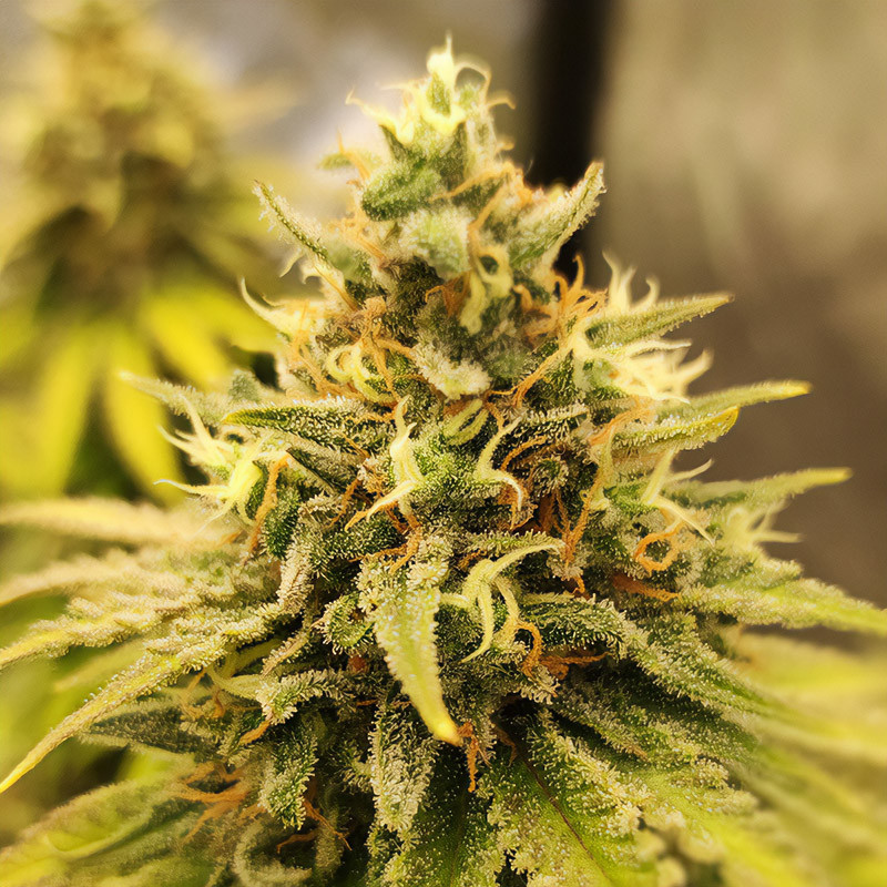 Somango XL - Royal Queen Seeds - Feminizovaná semena, pohled 4