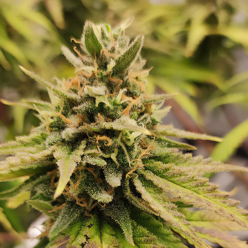 Somango XL - Royal Queen Seeds - Feminizovaná semena, pohled 5