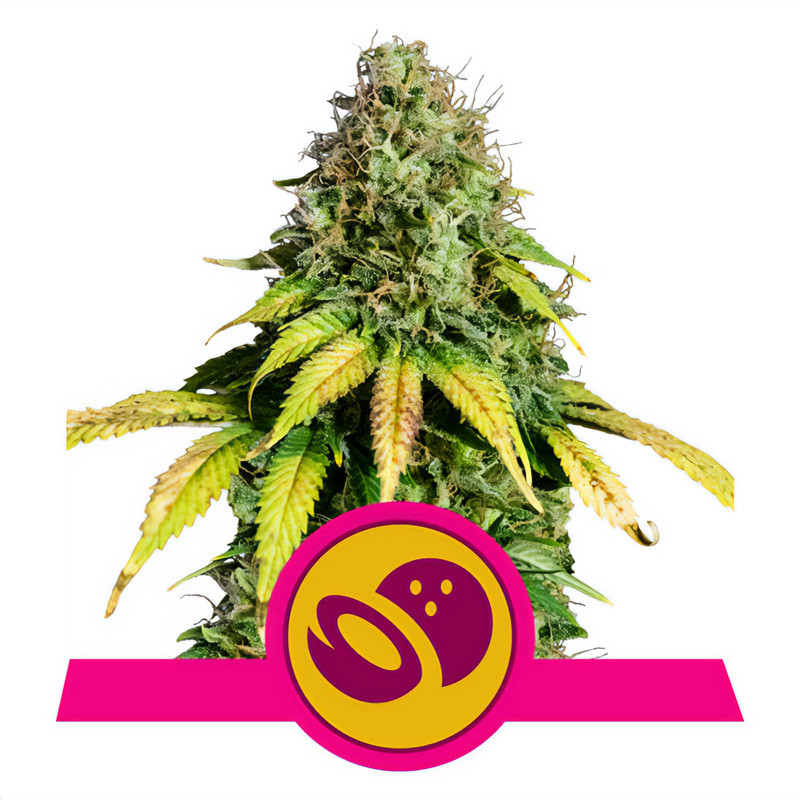 Somango XL Royal Queen Seeds feminizovaná semena, pryskyřičnaté palice