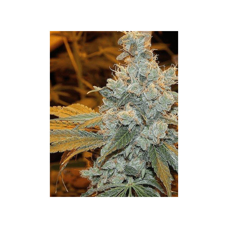 Sour Diesel MDLG Seeds feminizovaná semena, pryskyřičnaté palice
