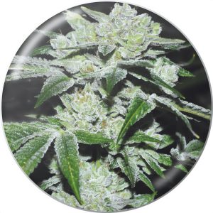 Sour Glue Medical Seeds feminizovaná semena, pryskyřičnaté palice