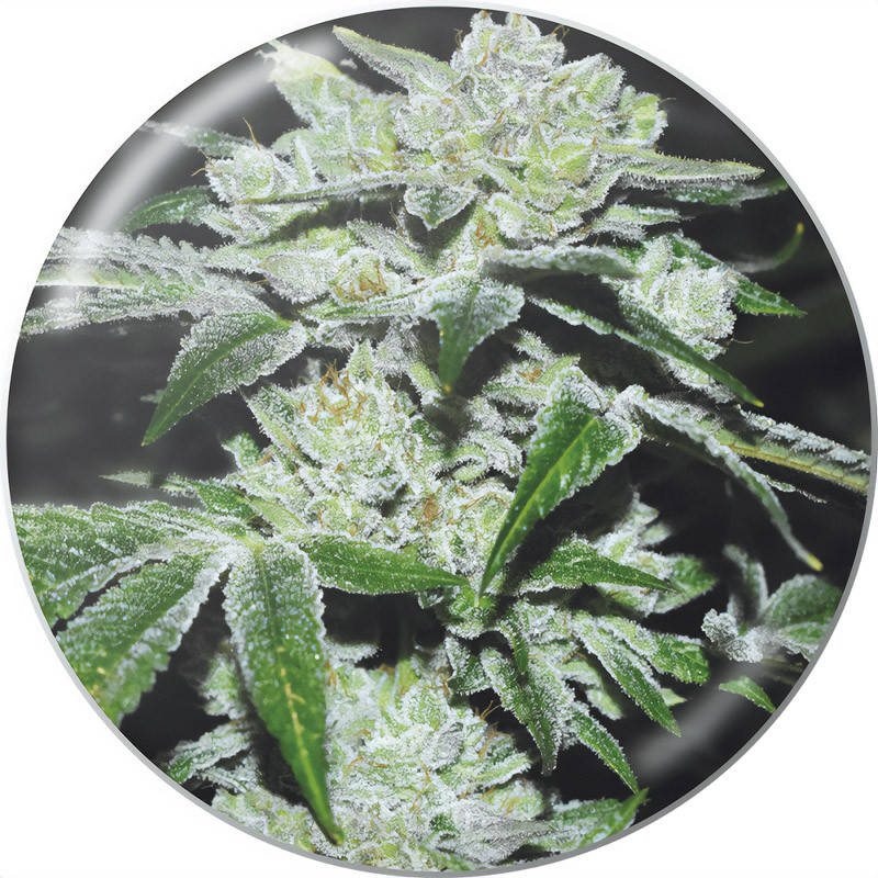 Sour Glue Medical Seeds feminizovaná semena, pryskyřičnaté palice