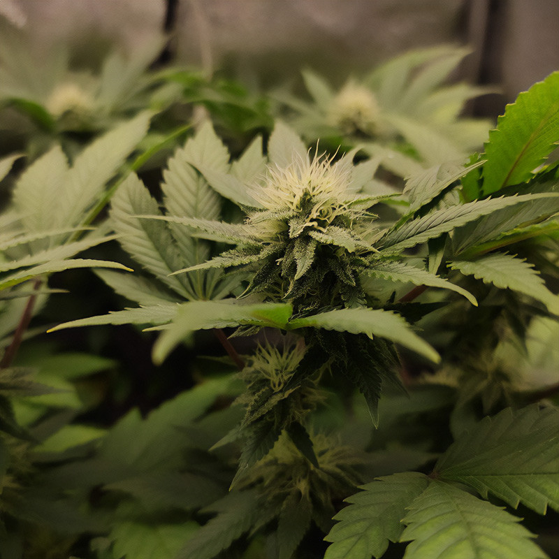 Special Kush 1 - Royal Queen Seeds - Feminizovaná semena, pohled 3