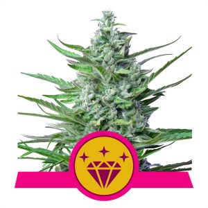 Special Kush 1 Royal Queen Seeds feminizovaná semena, pryskyřičnaté palice
