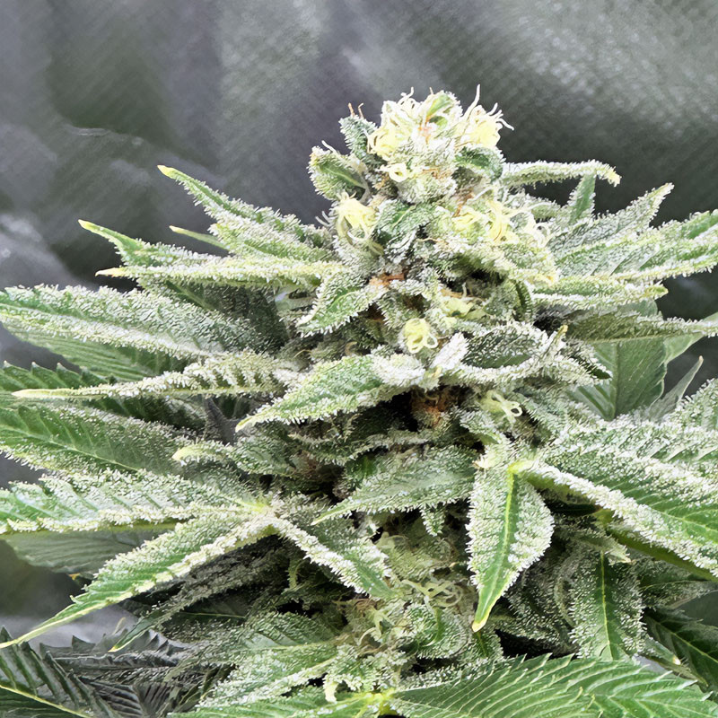 Special Kush 1 - Royal Queen Seeds - Feminizovaná semena, pohled 4