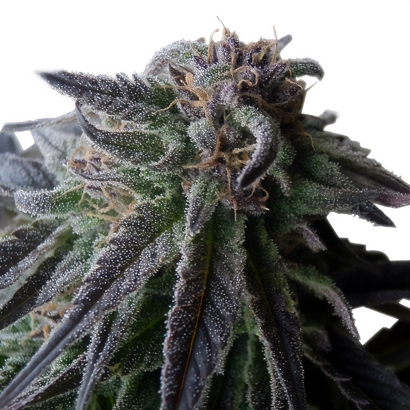 Special Queen 1 - Royal Queen Seeds - Feminizovaná semena, pohled 3