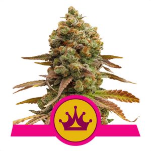 Special Queen 1 Royal Queen Seeds feminizovaná semena, pryskyřičnaté palice