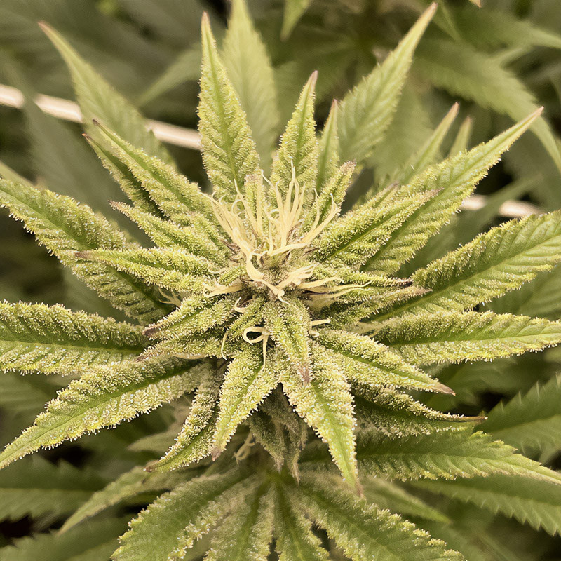 Special Queen 1 - Royal Queen Seeds - Feminizovaná semena, pohled 4