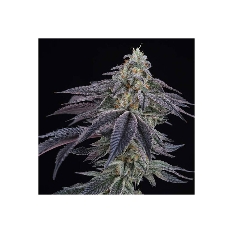 Spritz - Perfect Tree - Feminizovaná semena, pohled 2