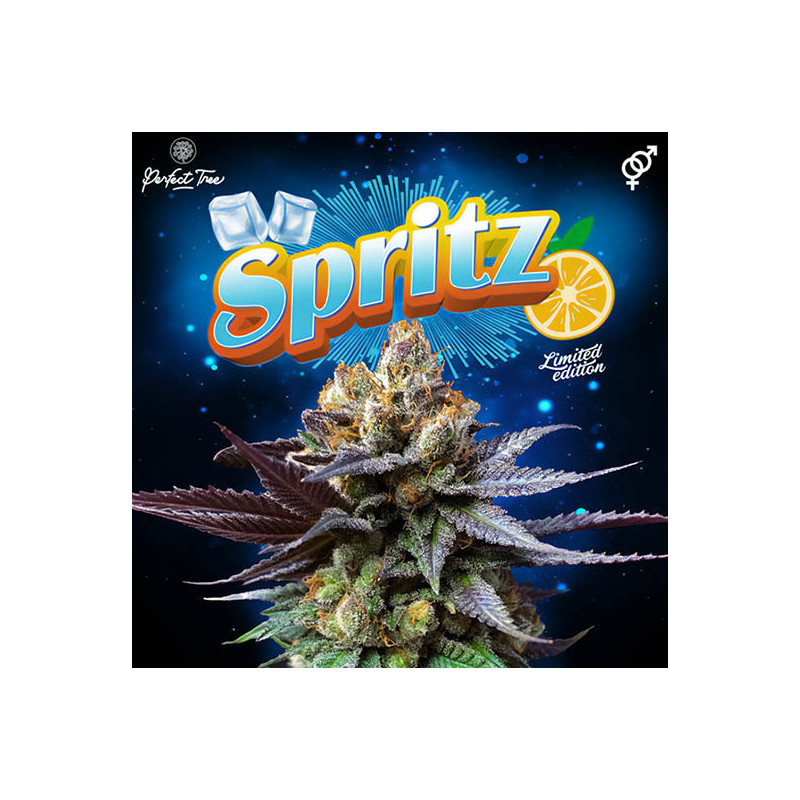 Spritz - Perfect Tree - Regulérní semena, pohled 2