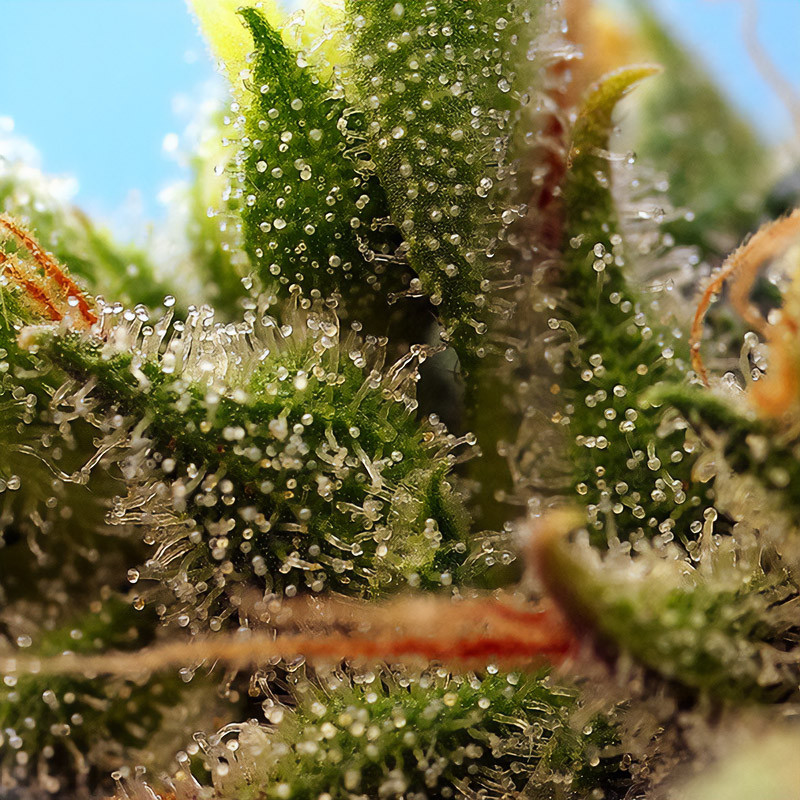 Strawberry Banana Gelato XL Auto - Sweet Seeds - Samonakvétací semena, pohled 2