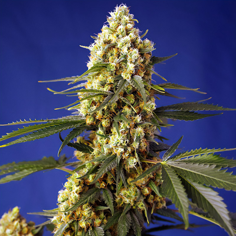 Strawberry Banana Gelato XL Auto Sweet Seeds samonakvétací semena, pryskyřičnaté palice