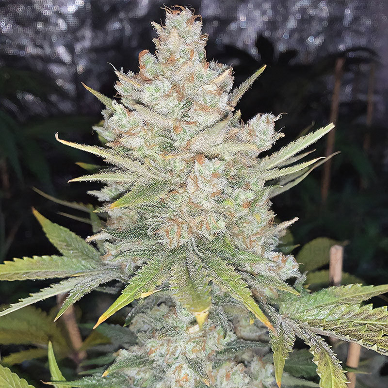 Strawberry Banana XXL MDLG Seeds samonakvétací semena, pryskyřičnaté palice