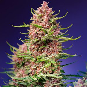 Strawberry Cola Sherbet F1 Fast Version Sweet Seeds feminizovaná semena, pryskyřičnaté palice
