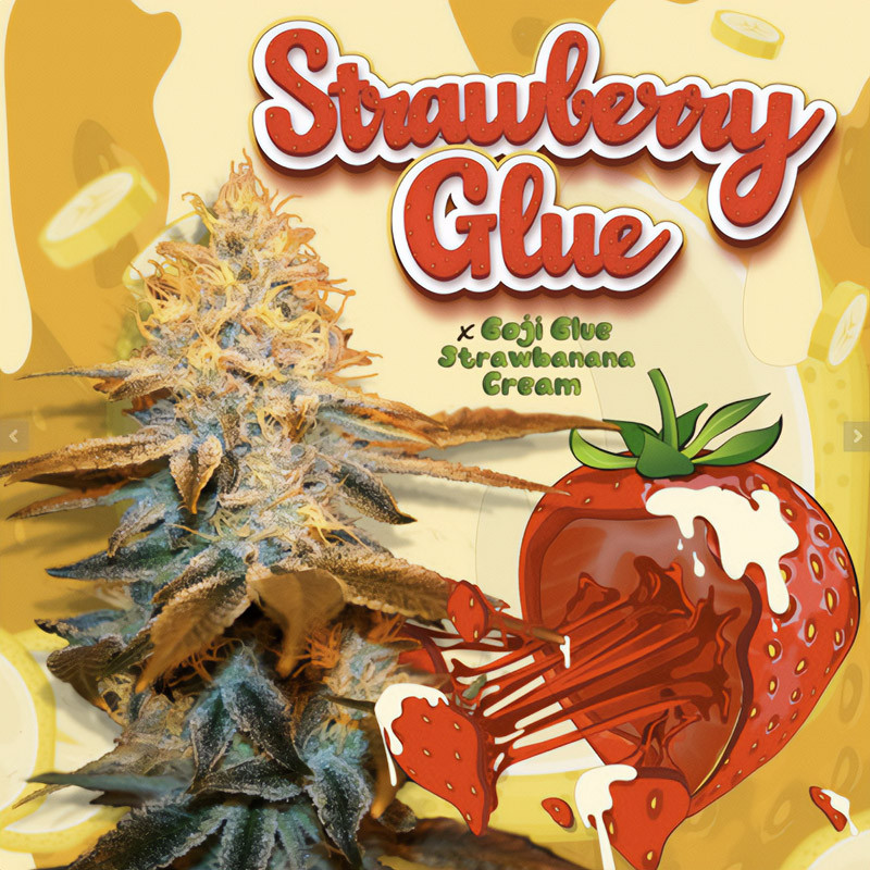 Strawberry Glue - TH Seeds - Feminizovaná semena, pohled 3