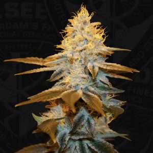 Strawberry Glue T.H. Seeds feminizovaná semena, pryskyřičnaté palice