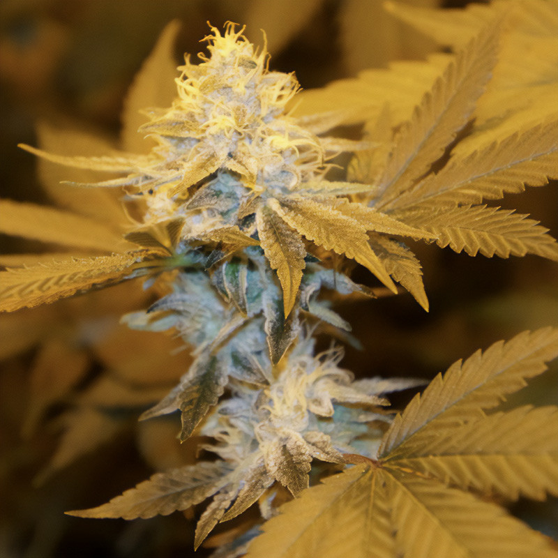 Strawberry Glue - TH Seeds - Feminizovaná semena, pohled 4