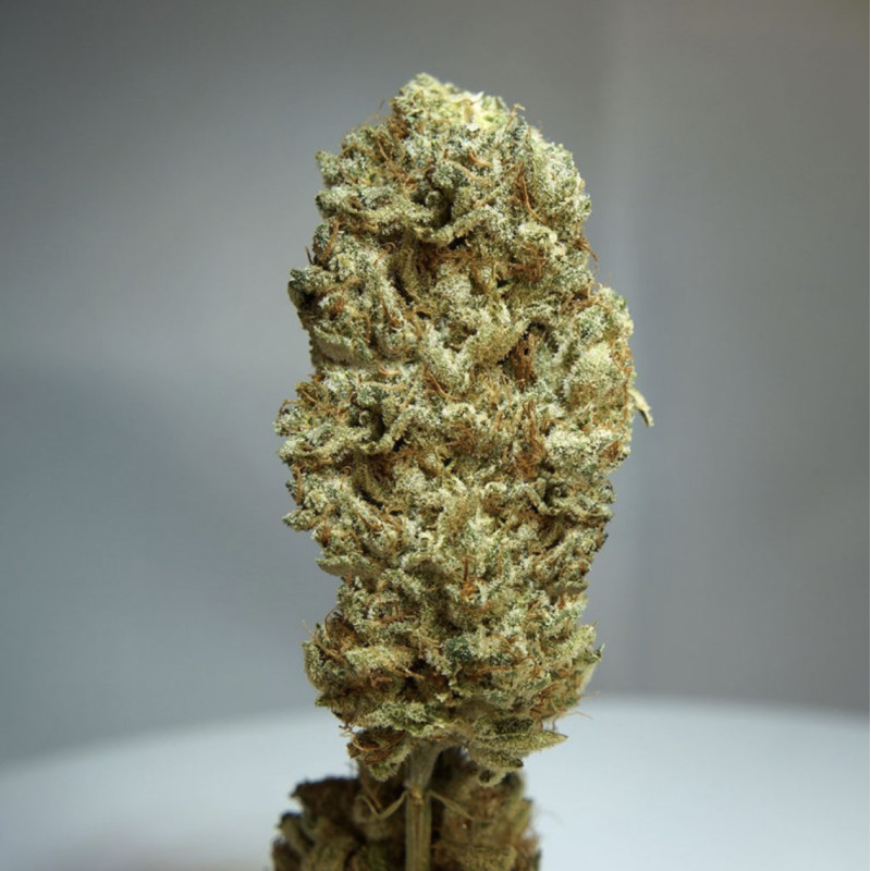 Strawberry Glue - TH Seeds - Feminizovaná semena, pohled 5