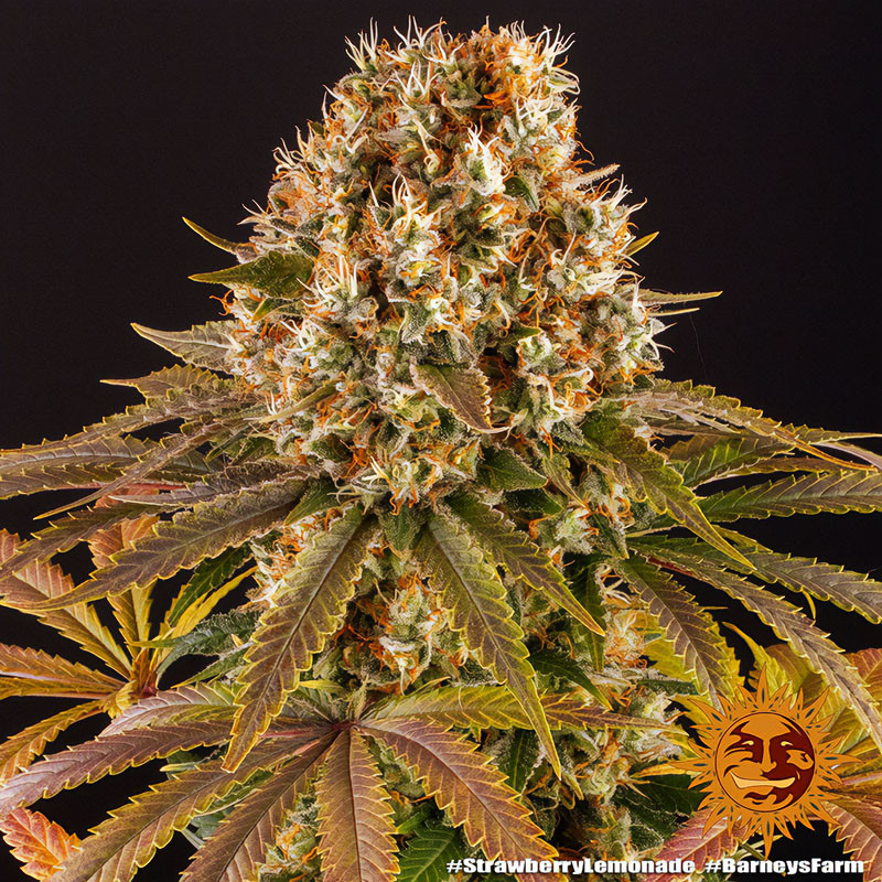 Strawberry Lemonade - Barney's Farm - Feminizovaná semena, pohled 2