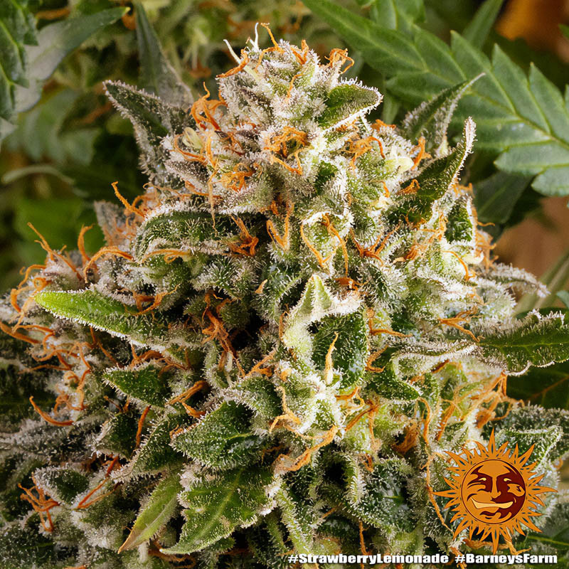 Strawberry Lemonade - Barney's Farm - Feminizovaná semena, pohled 3