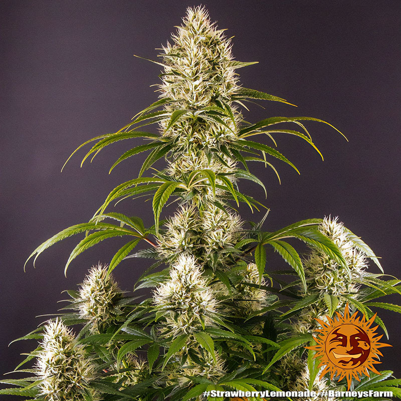 Strawberry Lemonade - Barney's Farm - Feminizovaná semena, pohled 4
