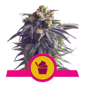 Sundae Driver Royal Queen Seeds feminizovaná semena, pryskyřičnaté palice