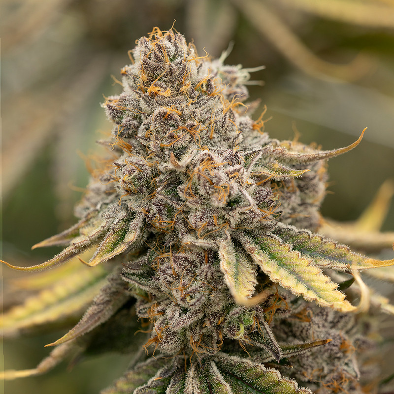 Sunset Fritter MDLG Seeds feminizovaná semena, pryskyřičnaté palice