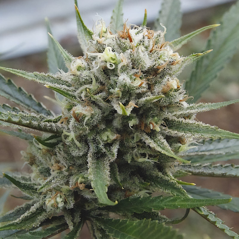 Super Lemon Haze MDLG Seeds feminizovaná semena, pryskyřičnaté palice