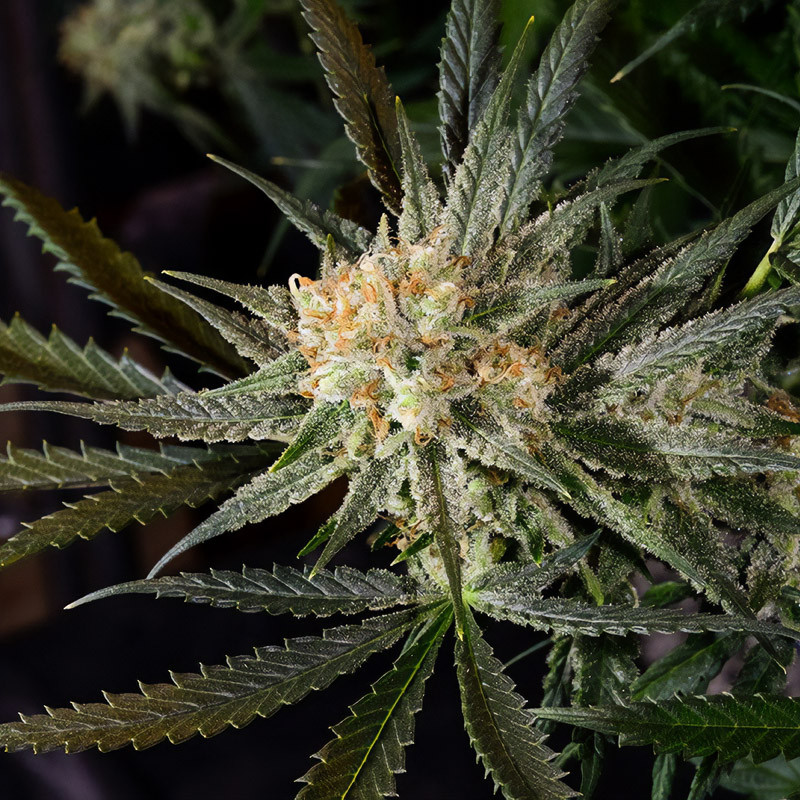 Super Lemon Haze - Green House Seeds - Feminizovaná semena, pohled 2