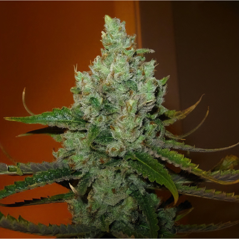 Super Lemon Haze - Green House Seeds - Feminizovaná semena, pohled 3