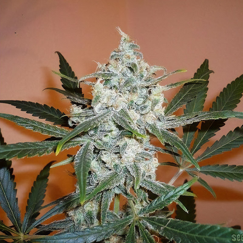Super Lemon Haze - Green House Seeds - Feminizovaná semena, pohled 4