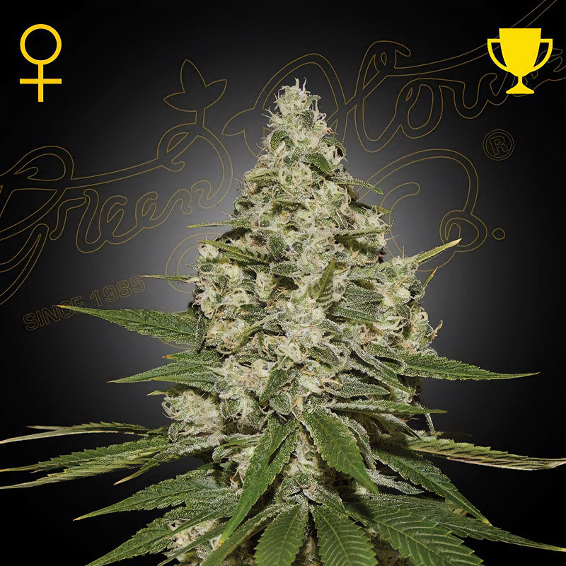 Super Lemon Haze Green House Seeds feminizovaná semena, pryskyřičnaté palice