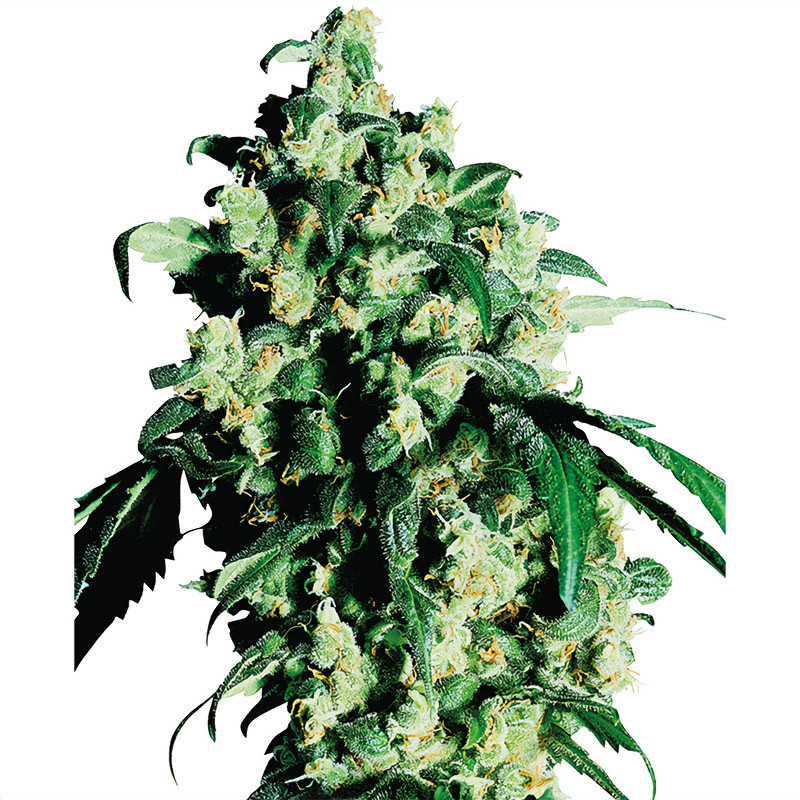 Super Skunk Sensi Seeds feminizovaná semena, pryskyřičnaté palice