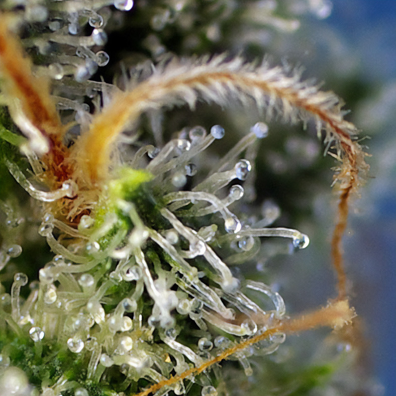 Sweet Amnesia Haze - Sweet Seeds - Feminizovaná semena, pohled 3