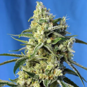 Sweet Amnesia Haze Sweet Seeds feminizovaná semena, pryskyřičnaté palice