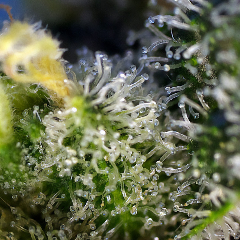 Sweet Amnesia Haze - Sweet Seeds - Feminizovaná semena, pohled 4
