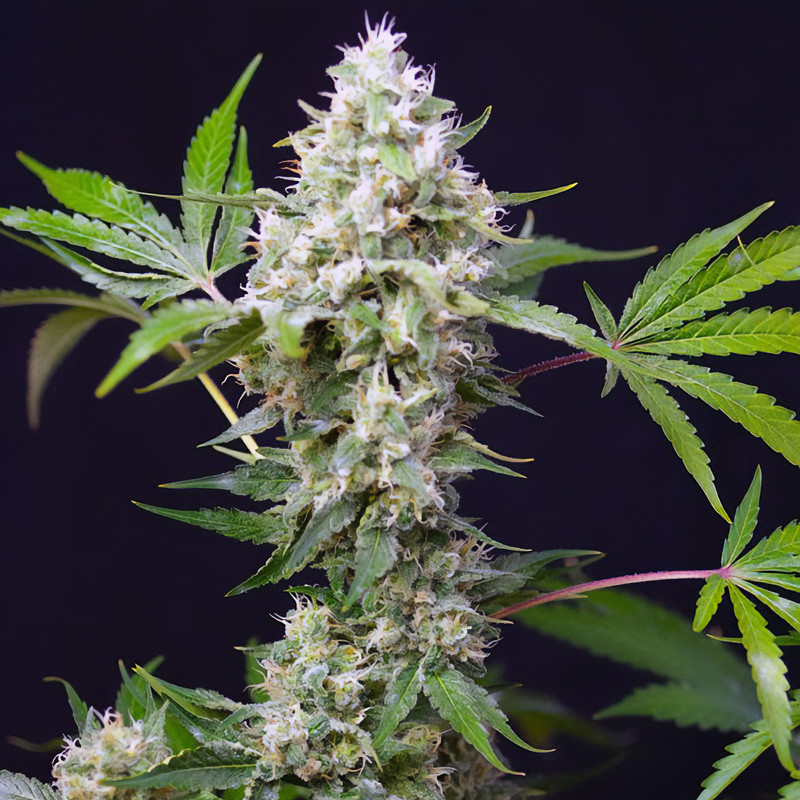 Sweet Amnesia Haze XL Auto - Sweet Seeds - Samonakvétací semena, pohled 3