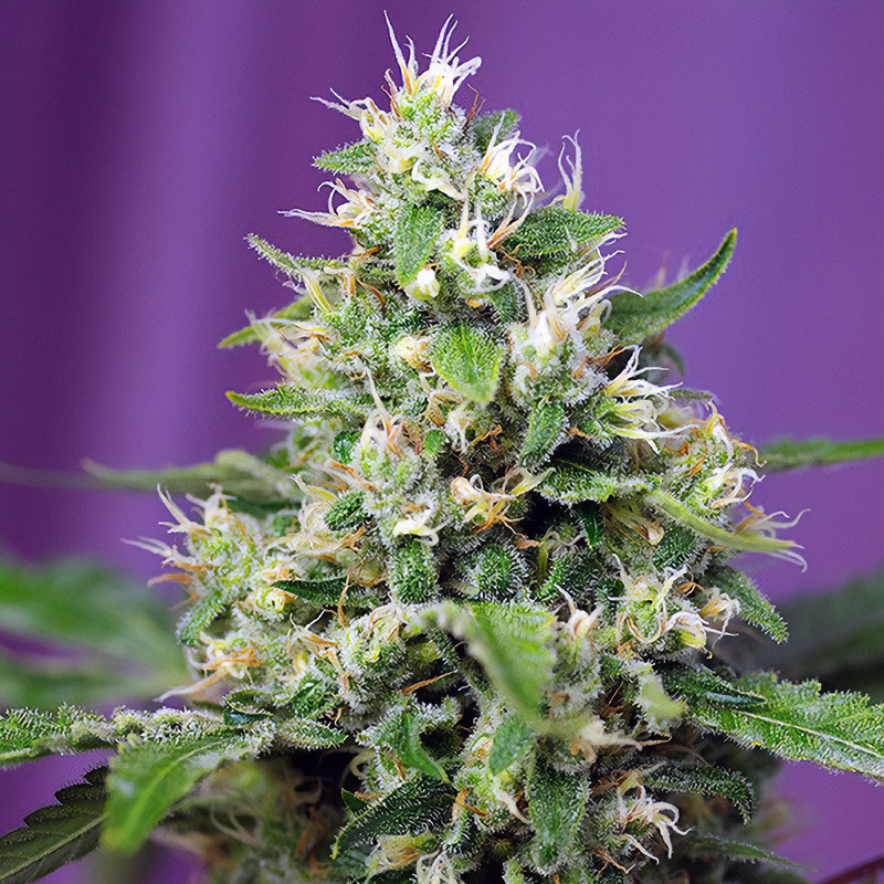 Sweet Amnesia Haze XL Auto Sweet Seeds samonakvétací semena, pryskyřičnaté palice