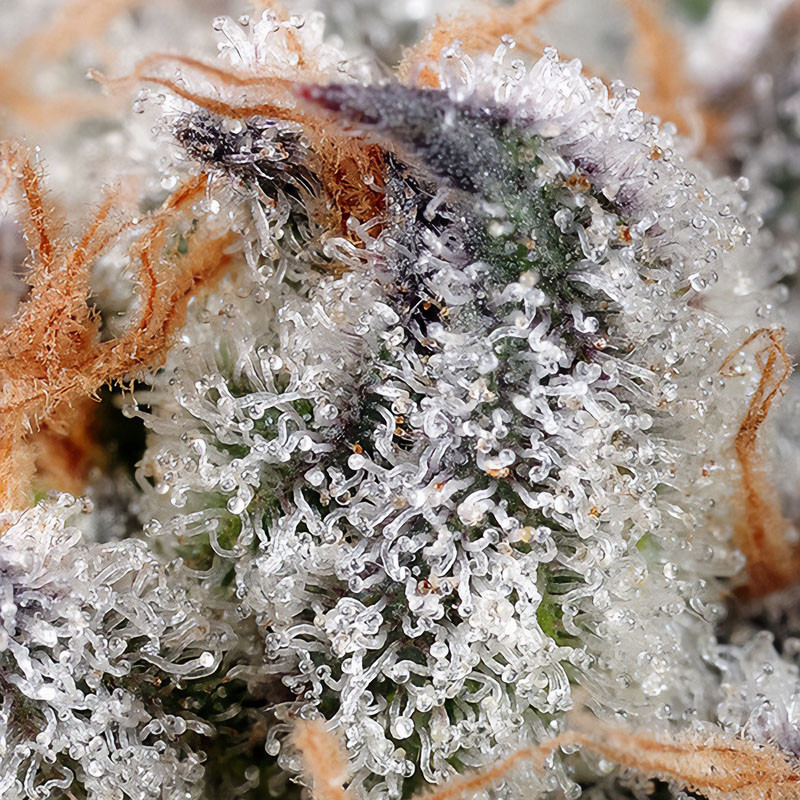 Sweet Cheese - Sweet Seeds - Feminizovaná semena, pohled 3
