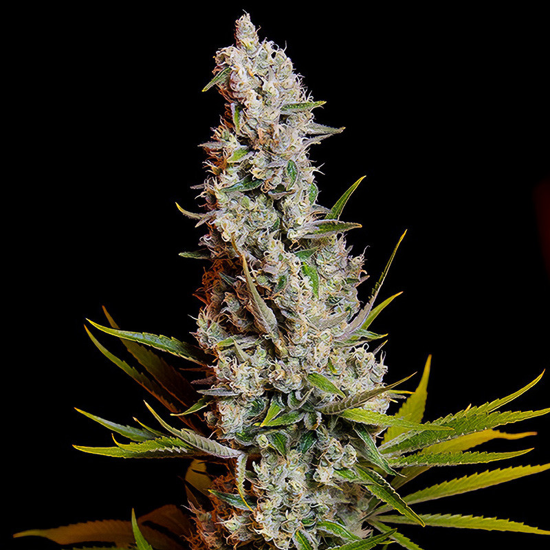 Sweet Cheese Sweet Seeds feminizovaná semena, pryskyřičnaté palice