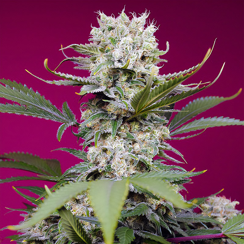 Sweet Mandarine Zkittlez XL Auto Sweet Seeds samonakvétací semena, pryskyřičnaté palice