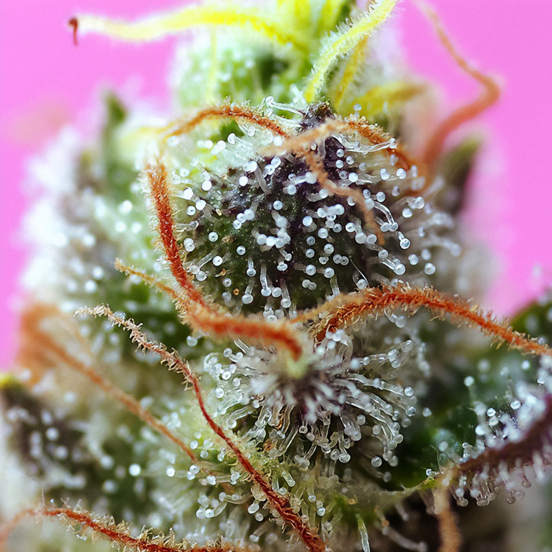 Sweet Mimosa XL Auto - Sweet Seeds - Samonakvétací semena, pohled 3