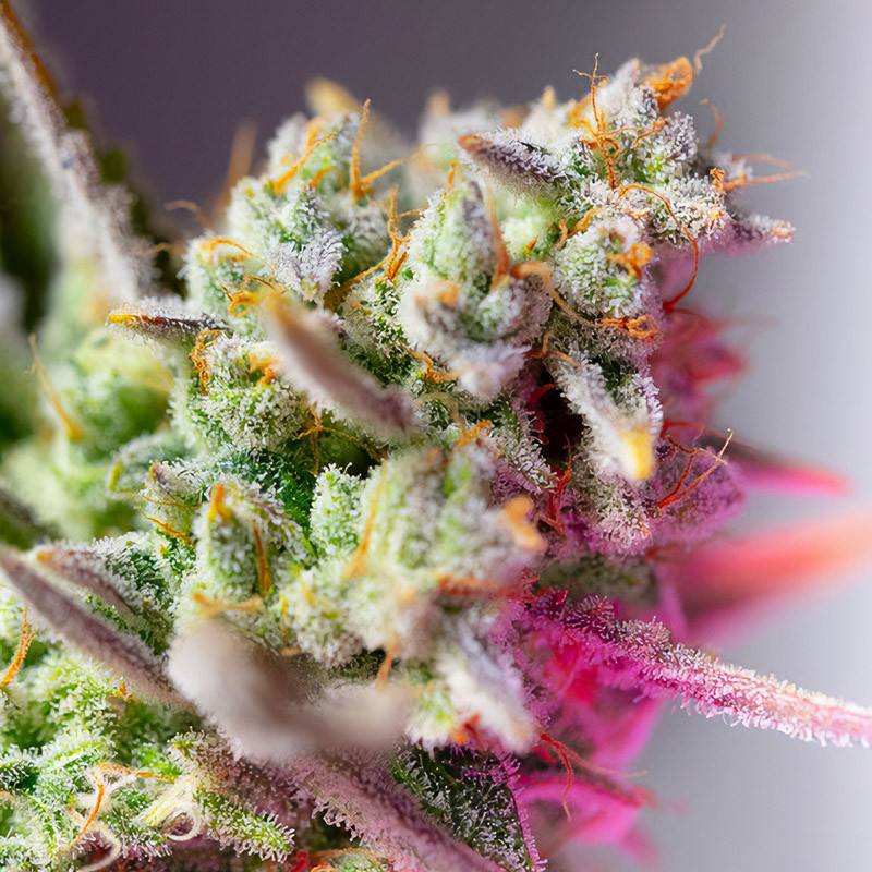 Sweet Mimosa XL Auto Sweet Seeds samonakvétací semena, pryskyřičnaté palice