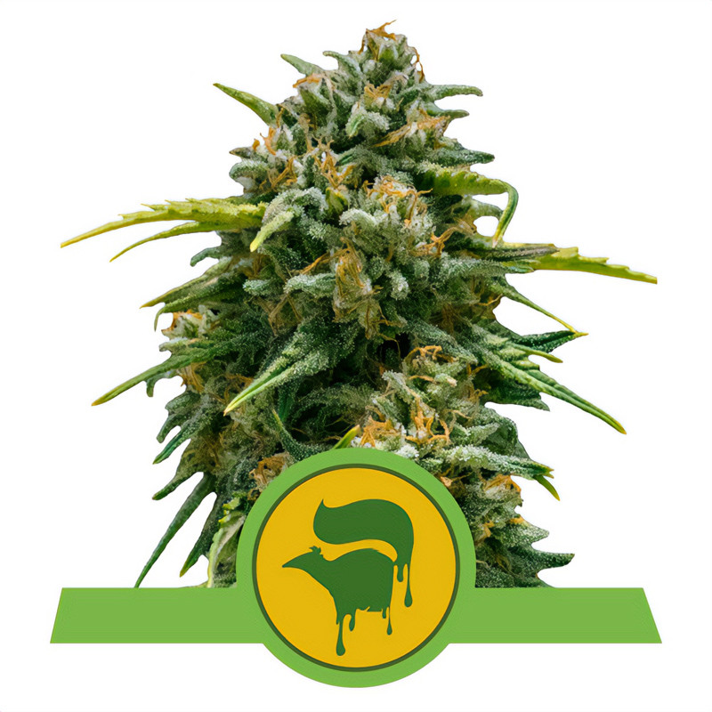 Sweet Skunk Automatic Royal Queen Seeds samonakvétací semena, pryskyřičnaté palice