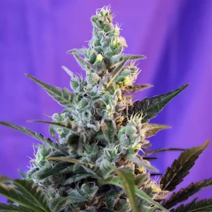 Sweet Skunk F1 Fast Version Sweet Seeds feminizovaná semena, pryskyřičnaté palice