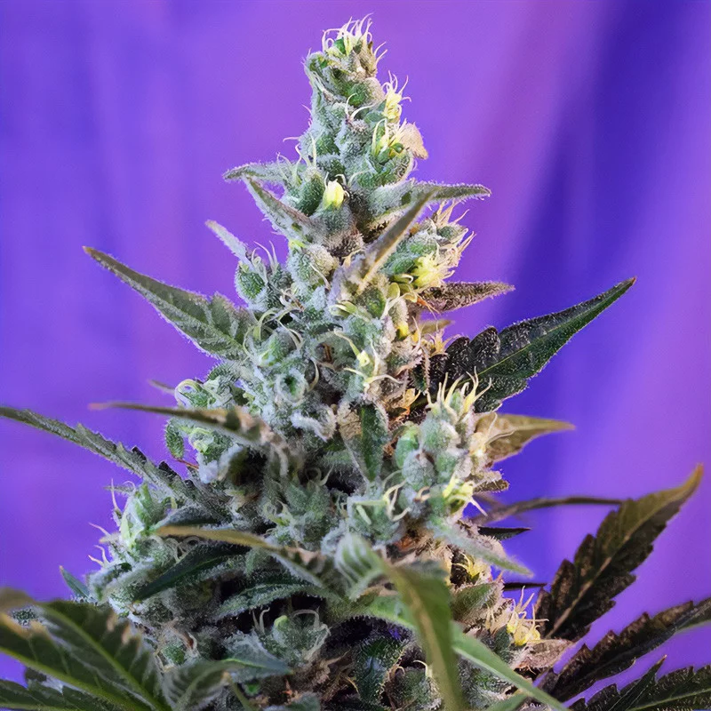 Sweet Skunk F1 Fast Version Sweet Seeds feminizovaná semena, pryskyřičnaté palice