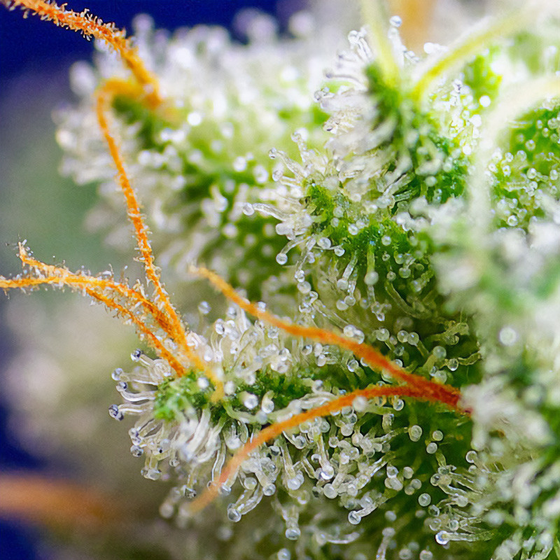Sweet Zenzation - Sweet Seeds - Feminizovaná semena, pohled 3