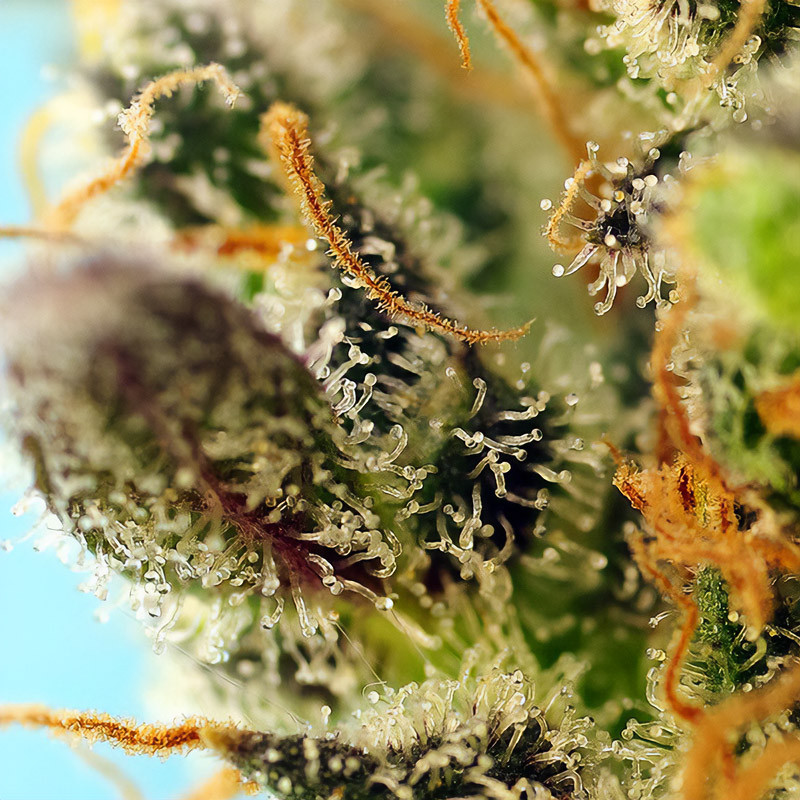 Sweet Zenzation XL Auto - Sweet Seeds - Samonakvétací semena, pohled 2